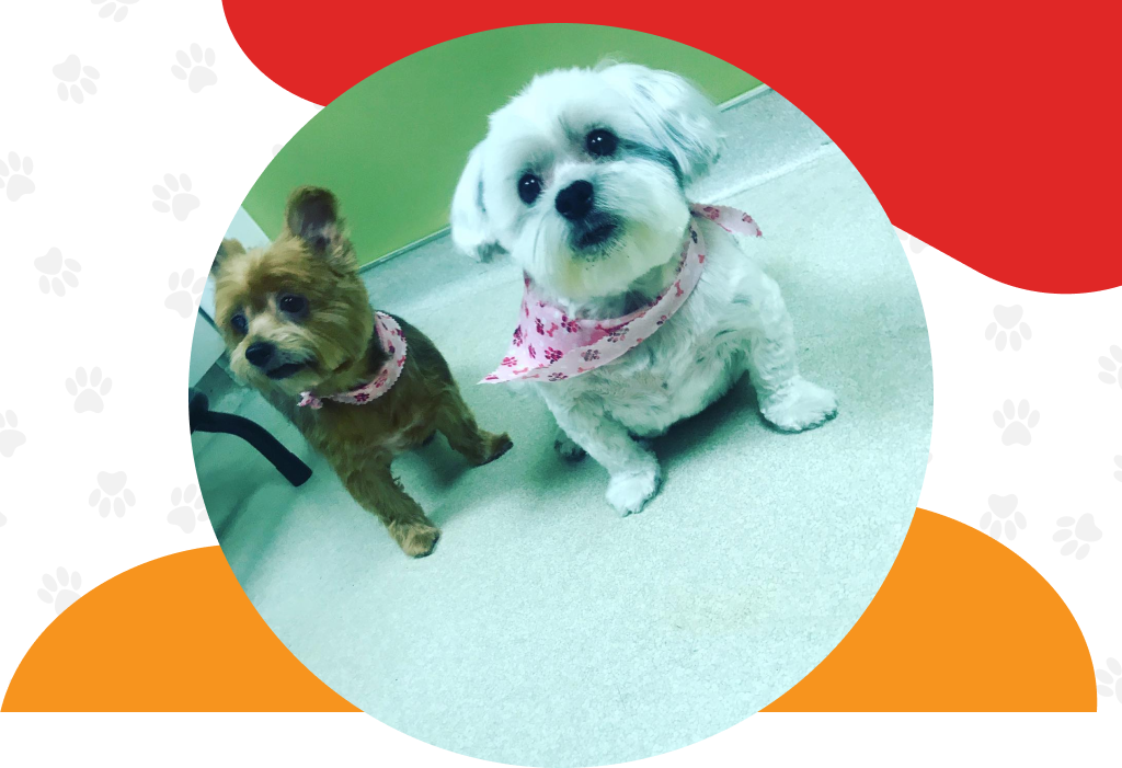 Pet Concierge Services Germantown