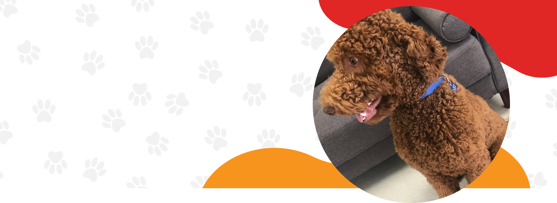 Pet Training Services Germantown