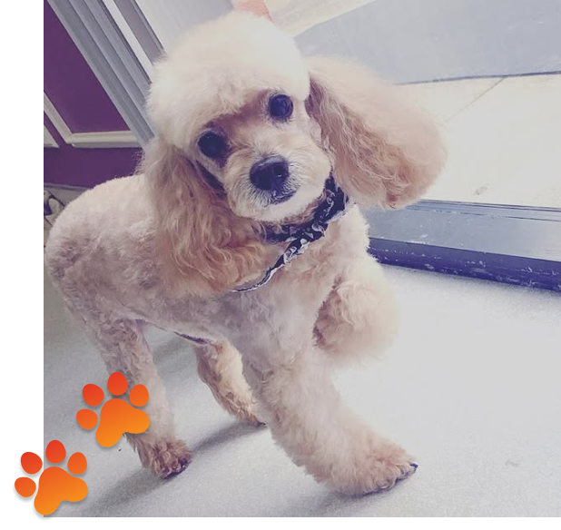 pet training near me