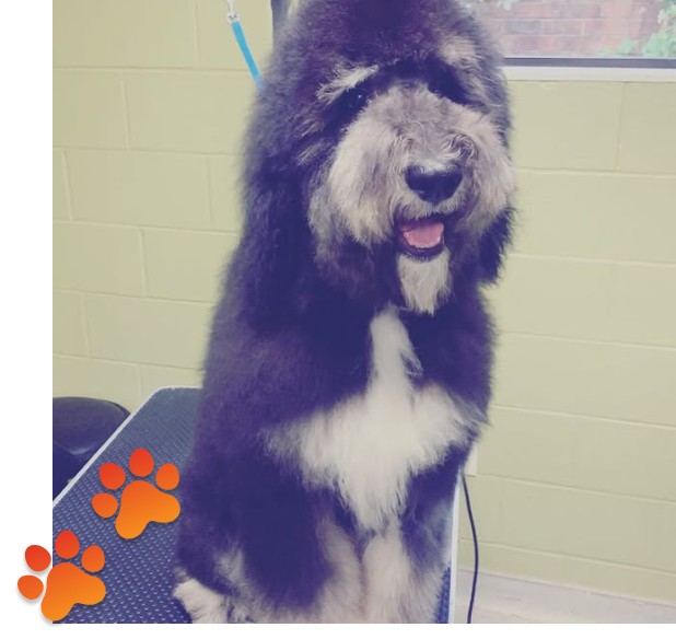 pet training for dogs