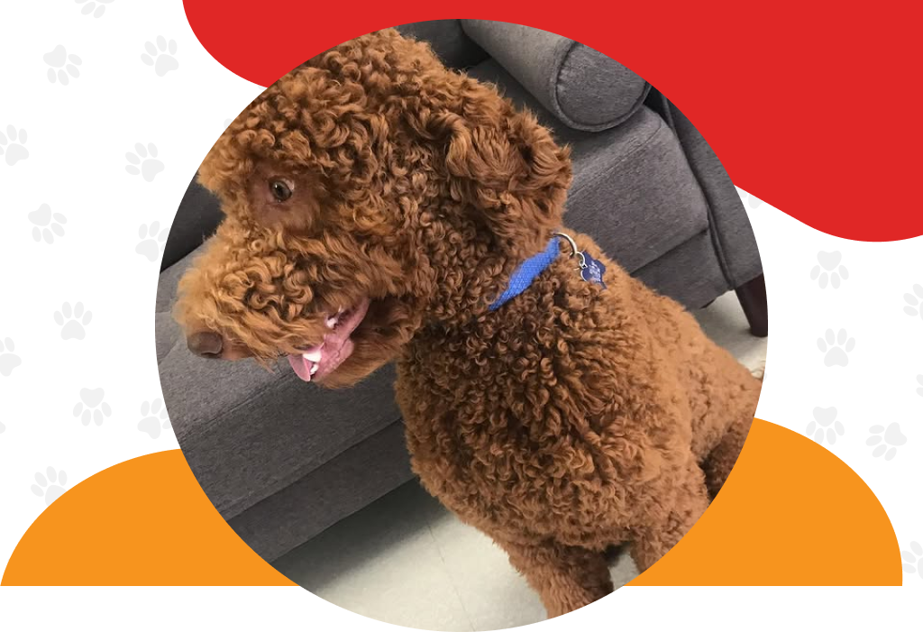 Pet Training Services Germantown