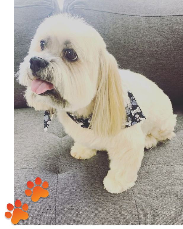 Memphis pet grooming