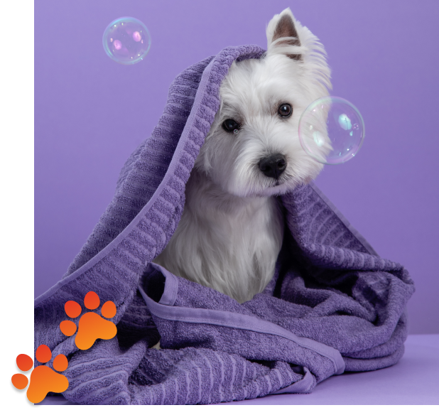 Pet Spa Services Germantown