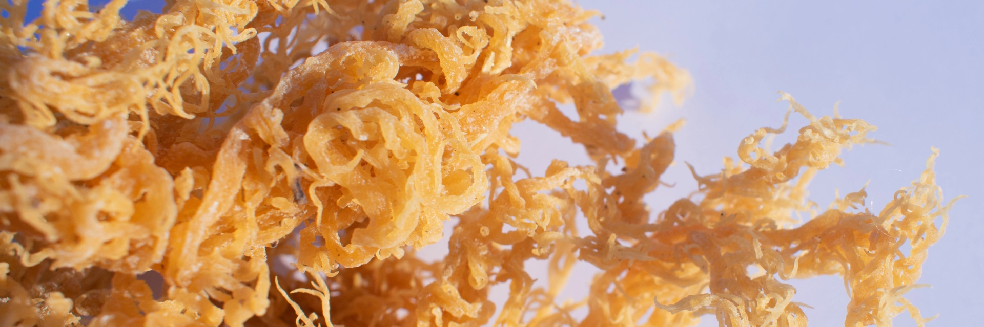 Herbal Medicine Store