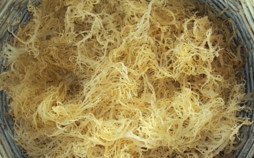 Dried Sea Moss