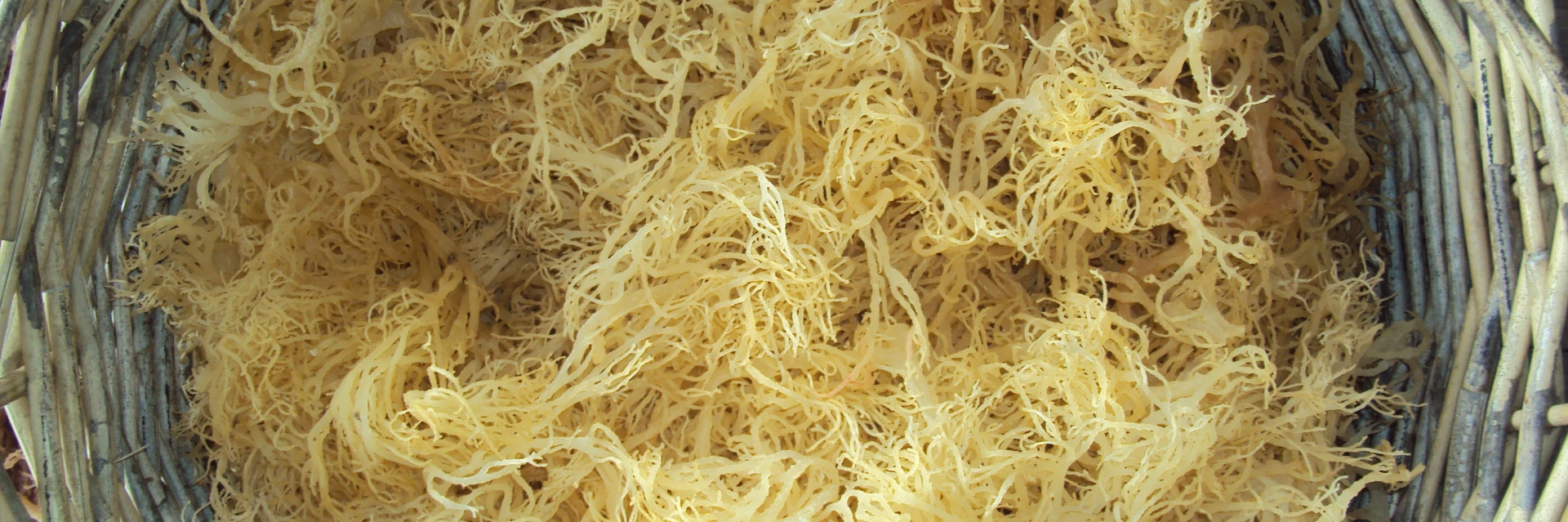 dried sea moss