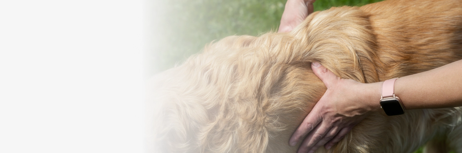 Osteopathy For Animals