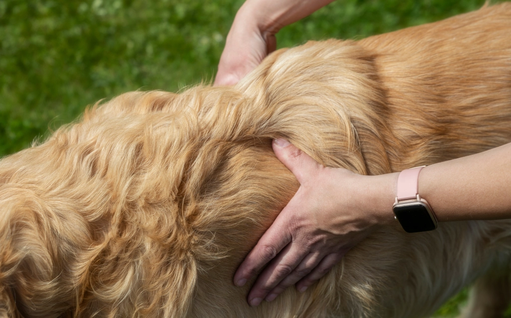 Osteopathy For Animals


