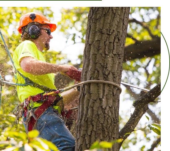 professional tree care services