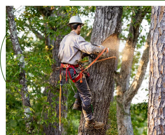 local tree care professionals