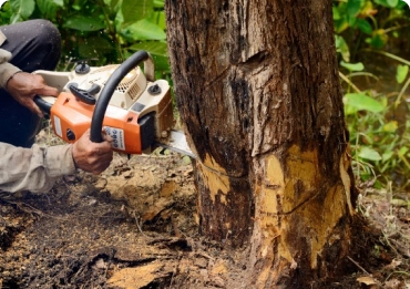 property safety during tree work