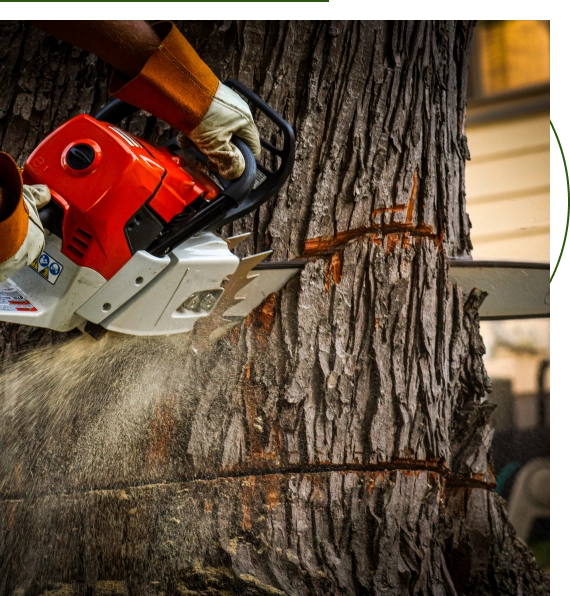 Tree Specialists Austin