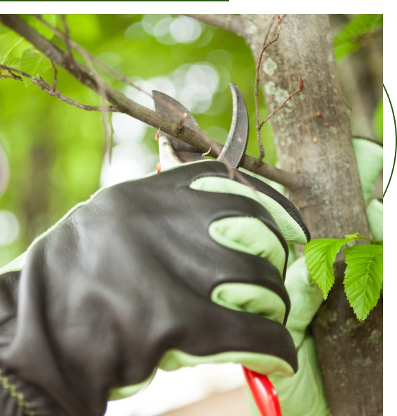 Tree Service Company Austin