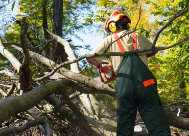 reliable tree care specialists