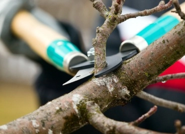 certified tree specialists