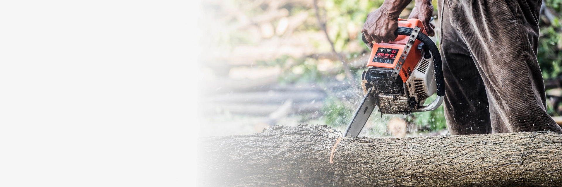 Tree Services Austin