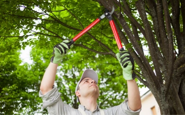 comprehensive tree care offerings