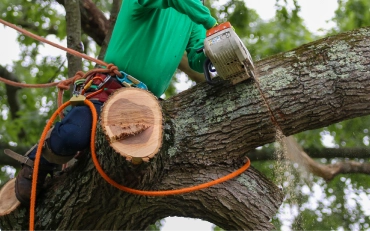 Central Texas Tree Care
