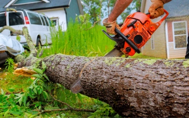 professional tree maintenance plans