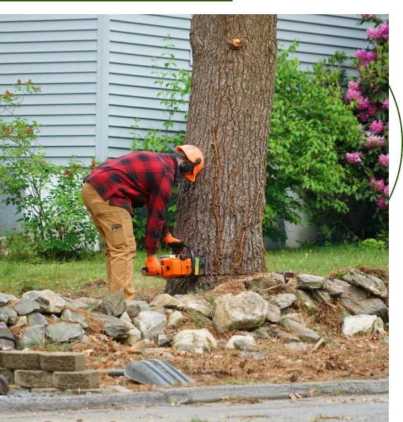 emergency tree removal​