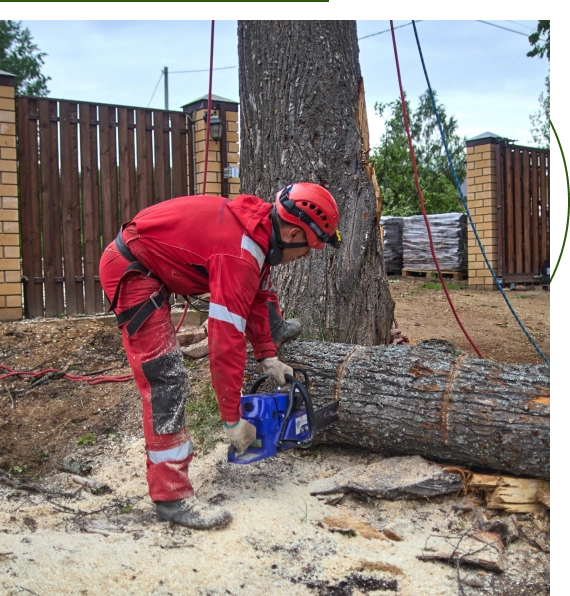 tree removal services