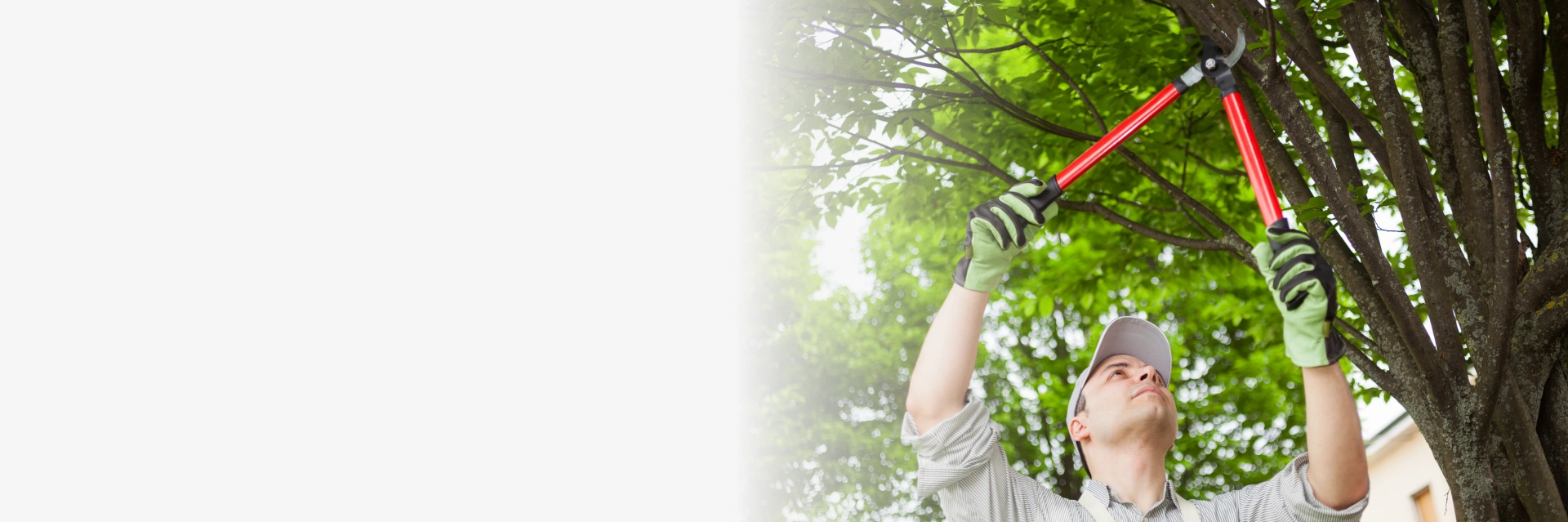 Tree Trimming Austin