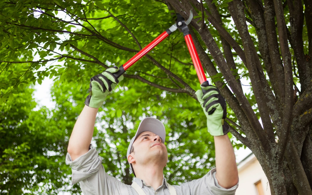 Tree Trimming Austin

