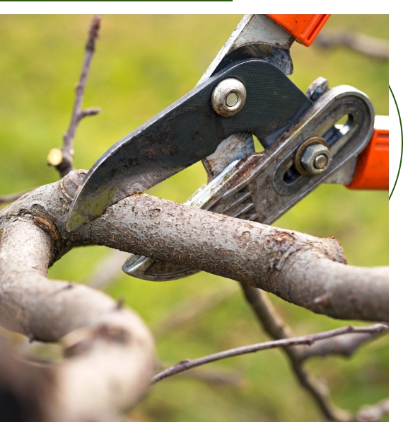 tree trimming and pruning services
