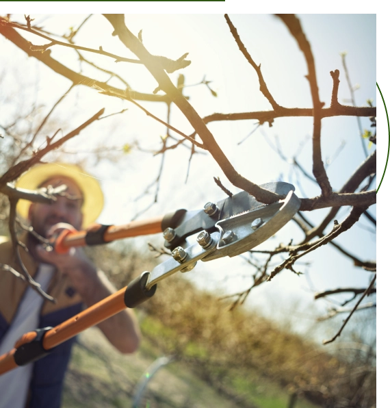 tree trimming cost​