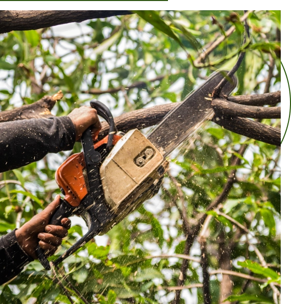tree pruning services