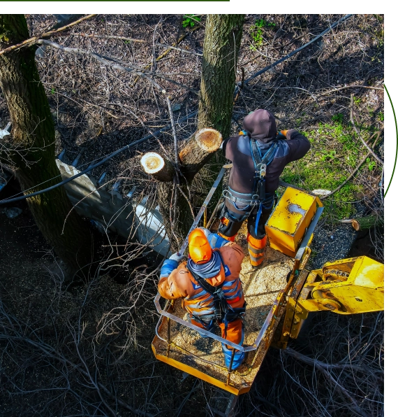 same-day removal service