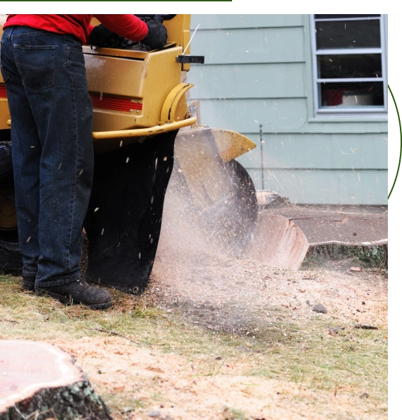 yard stump removal