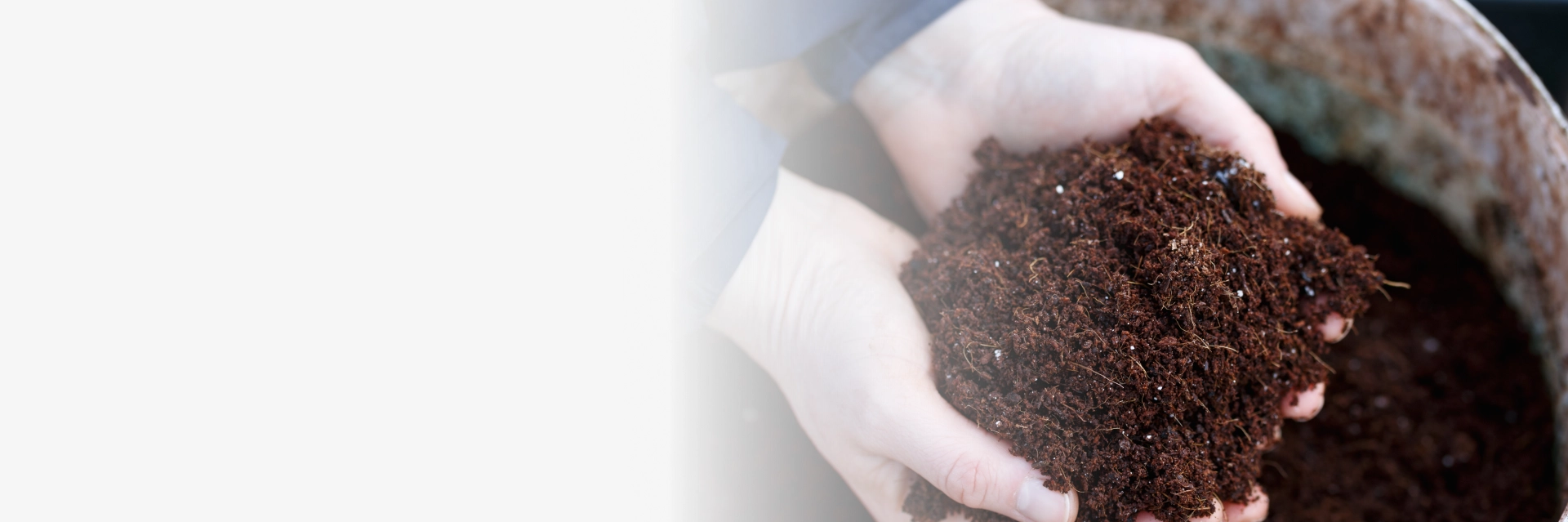 Tree Fertilization Austin