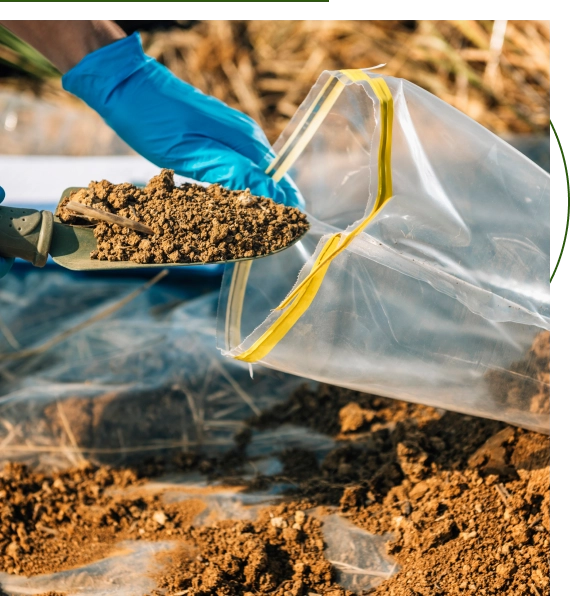 deep root fertilization