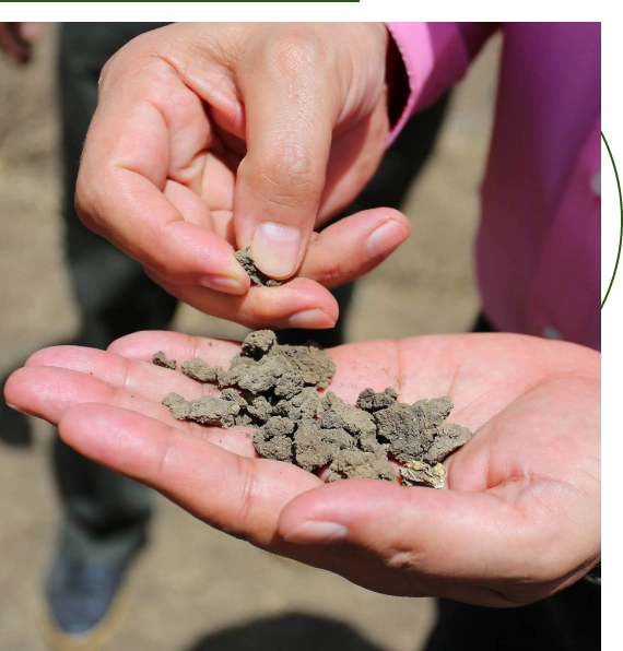 tree fertilization service near me