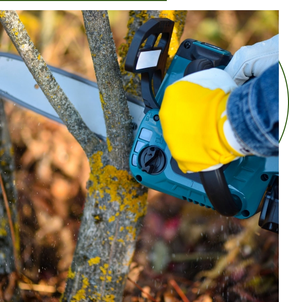 certified arborist tree service​