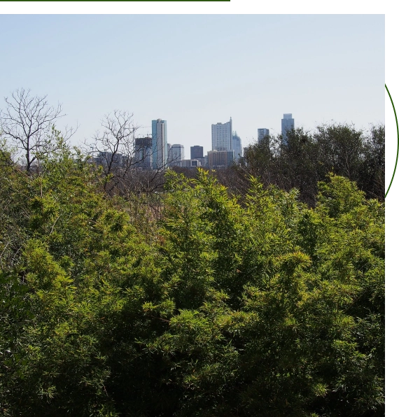 tree arborist services​