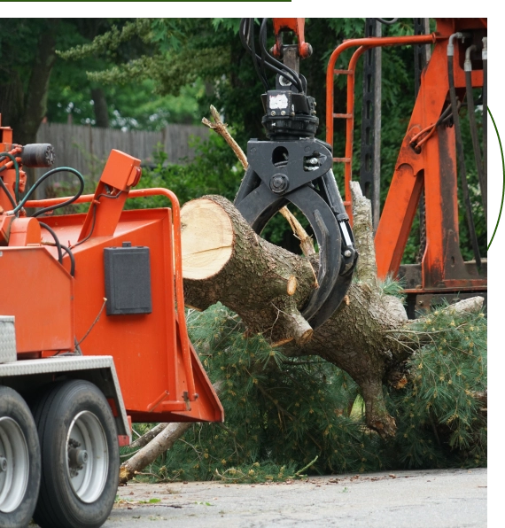 Tree Service Company Austin