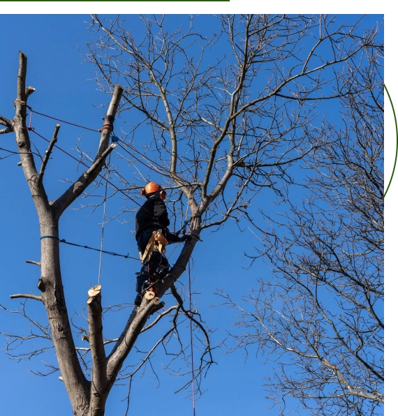 Tree Care Austin