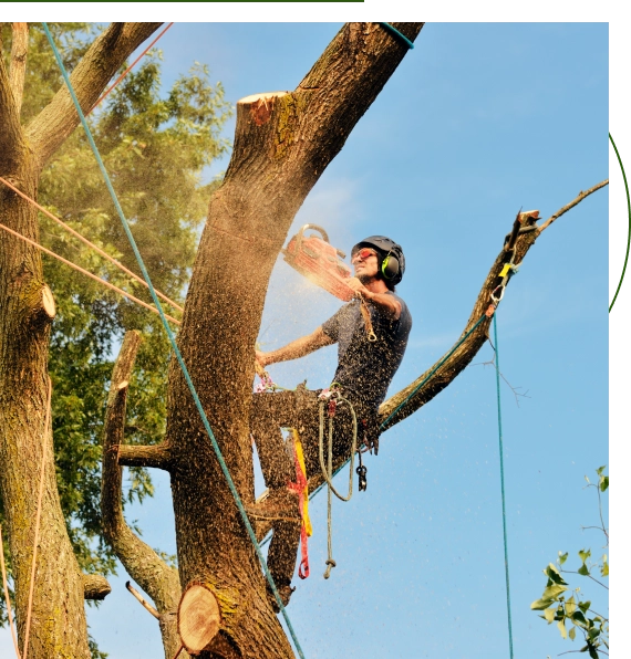 Tree Services Georgetown
