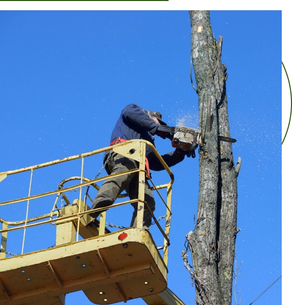 Tree Services Tarrytown