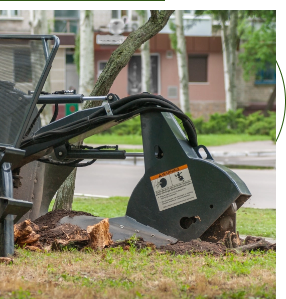 Tree Services Northwest Hills