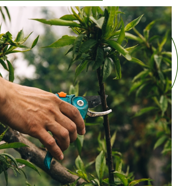 Tree Care Cedar Park