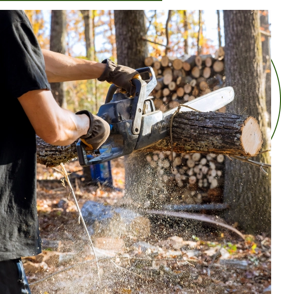 Tree Care Jollyville