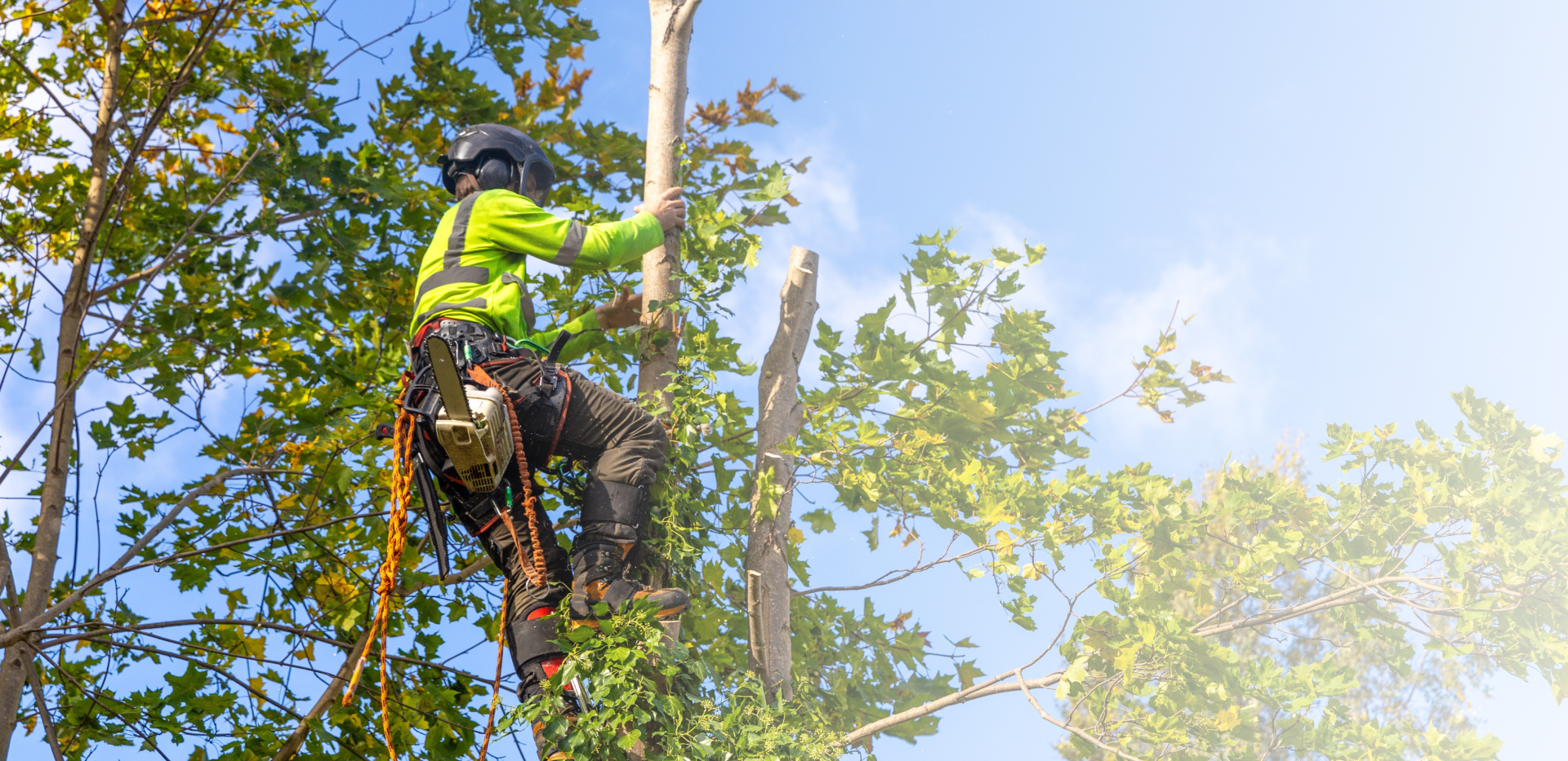 Tree Services Austin