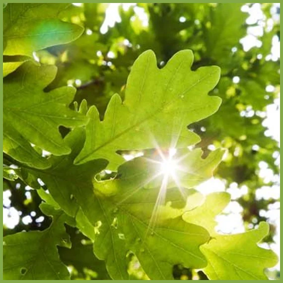 Lees Trees Services is Texas Hill Country's #1 Tree Service Company