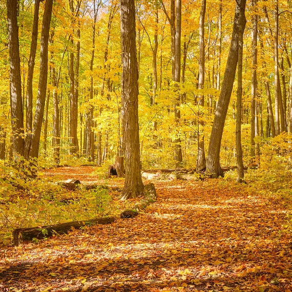 Emergency tree services