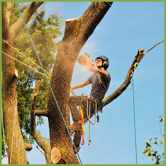 Transparent Pricing, Flexible Scheduling & Local Arborist Expertise