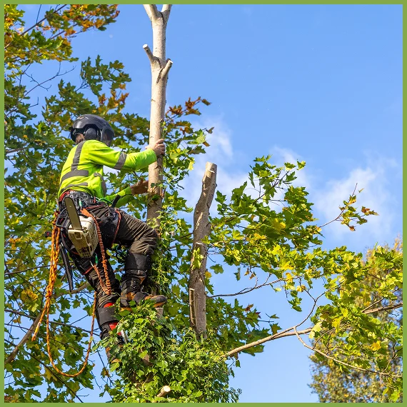 Comprehensive, Full-Service Arborist Solutions Tailored to Your Needs