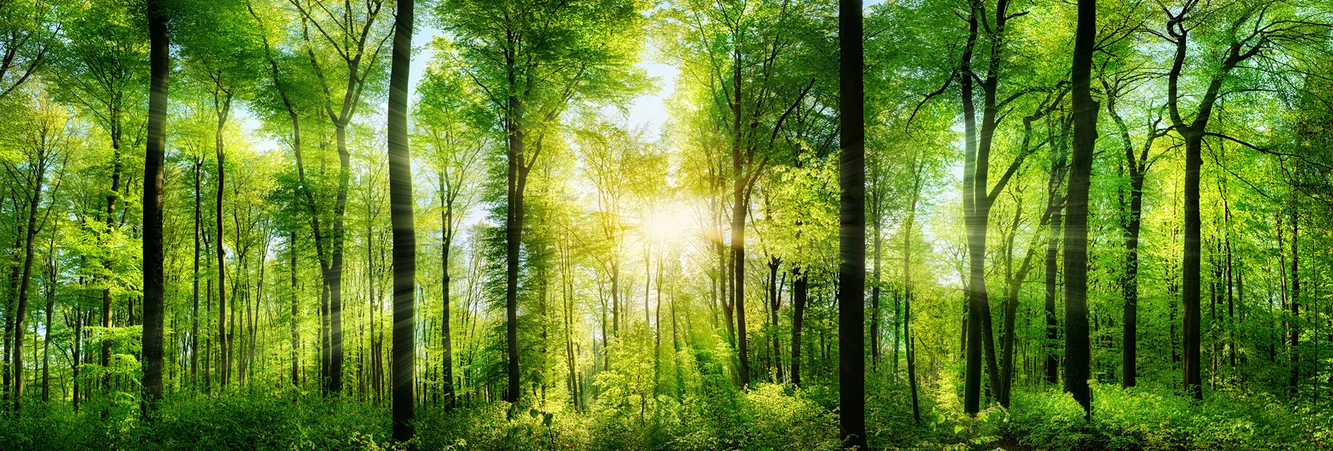 Tree Service Dripping Springs TX